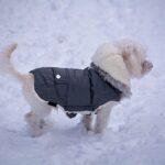 Winter Clothes for Your Pitbull