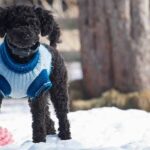 Winter Clothes for Your Pitbull