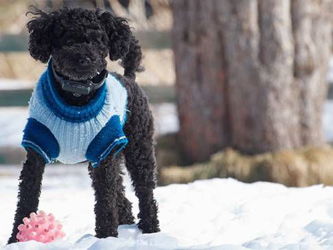 Winter Clothes for Your Pitbull
