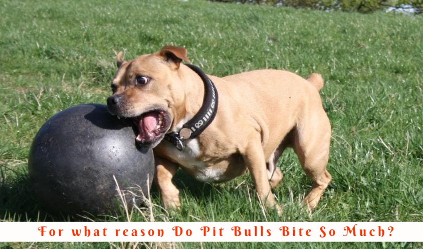what reason Do Pit Bulls Bite So Much