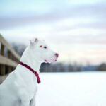Winter Clothes for Your Pitbull;