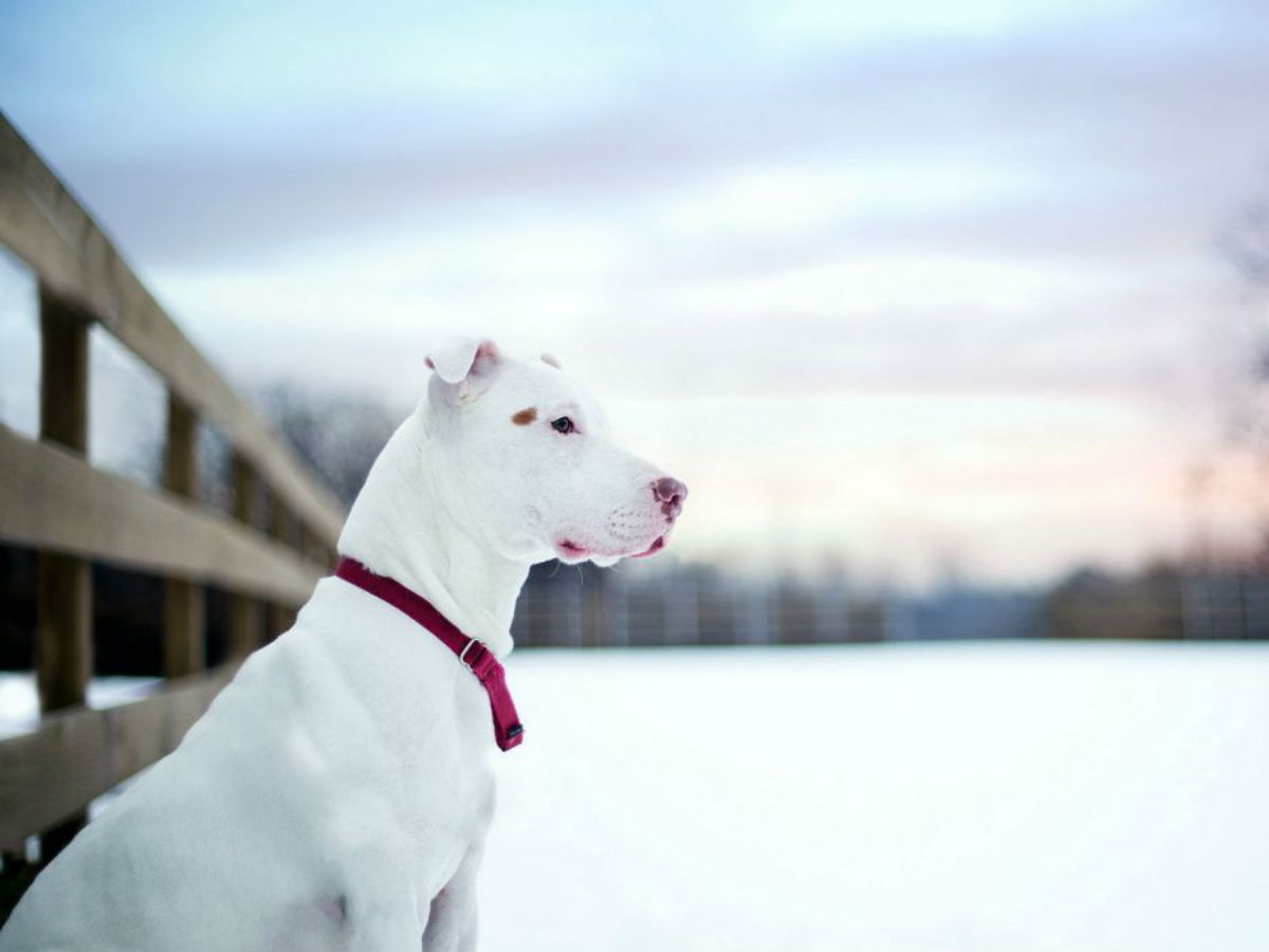 Winter Clothes for Your Pitbull;