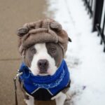 Winter Clothes for Your Pitbull;