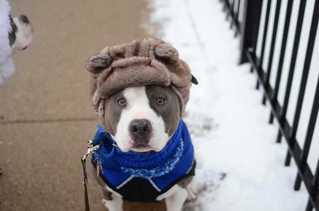 Winter Clothes for Your Pitbull;