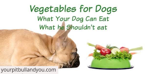vegetables that dogs can eat