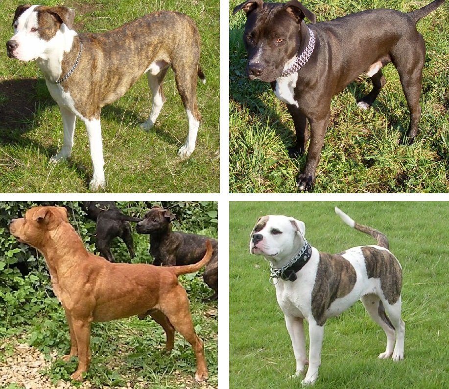 5 Types of PitBulls Dog Breeds