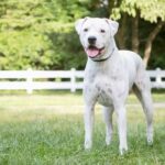 American Staffordshire Terrier