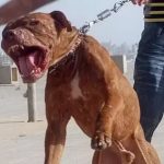 Pitbull behavior problems
