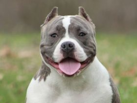 Pocket Pitbull guide