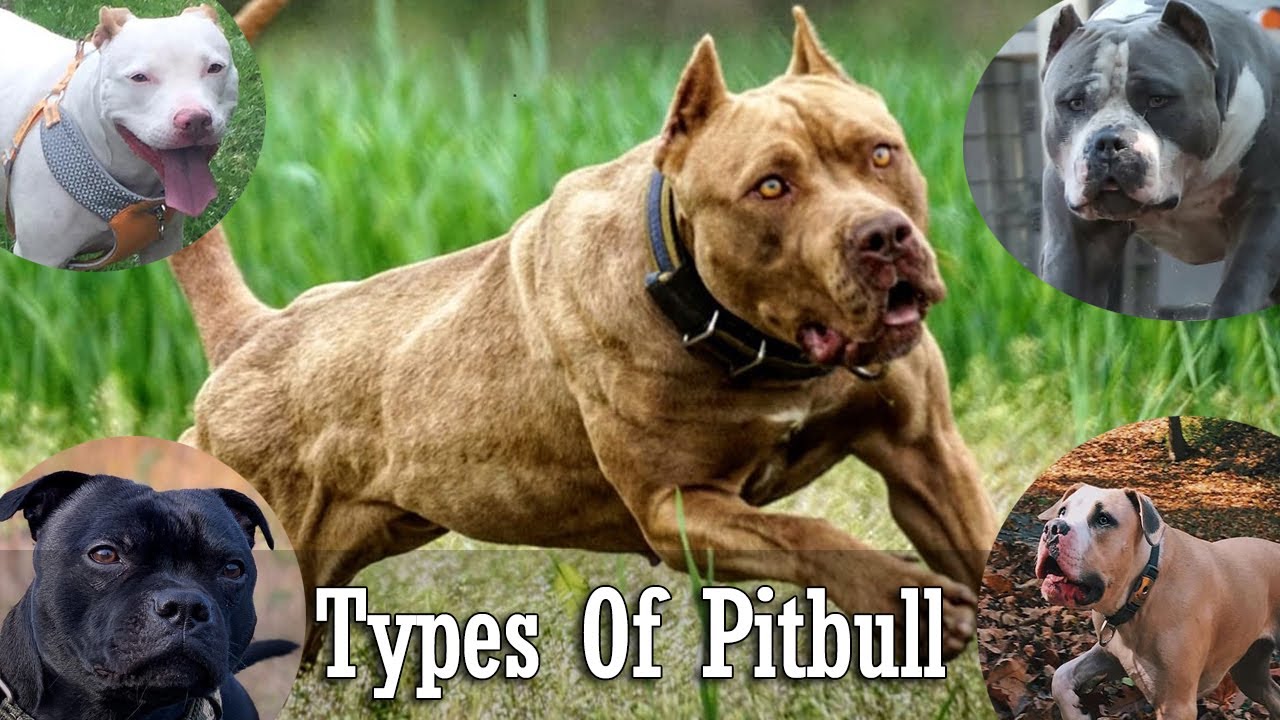 Types Of Pitbulls The Best Dog Breeds - Dogtwist