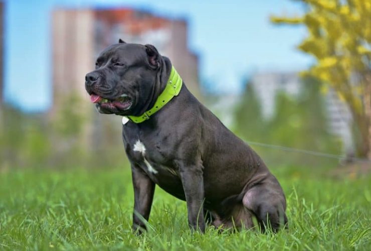 blue mastiff pit bull