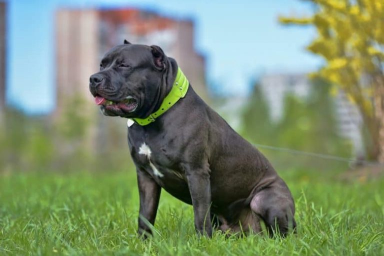 The best Blue Mastiff Pitbull Complete Guide To This Powerful Mastiff