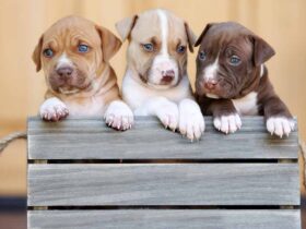 Pitbulls