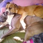 know about owning a pitbull