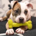 Tips For Smart Dog Ownership With Pocket Pitbulls