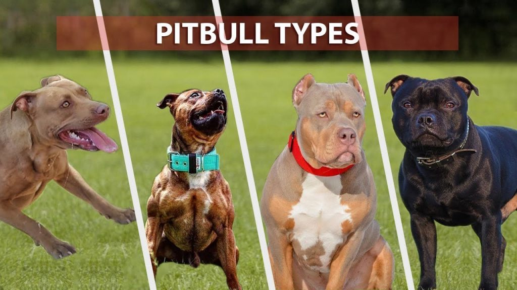 PitBulls dog breeds