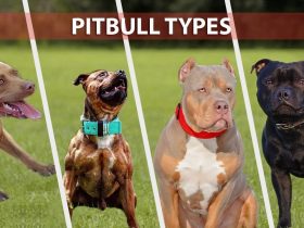 PitBulls dog breeds