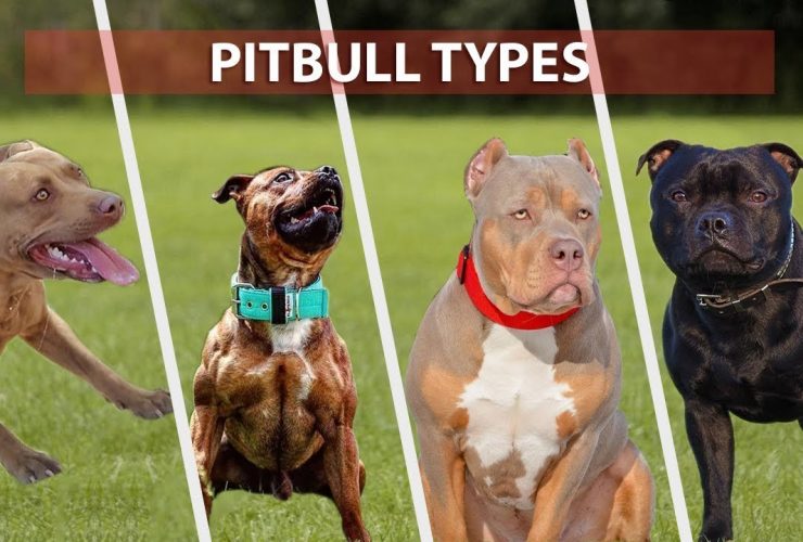 PitBulls dog breeds