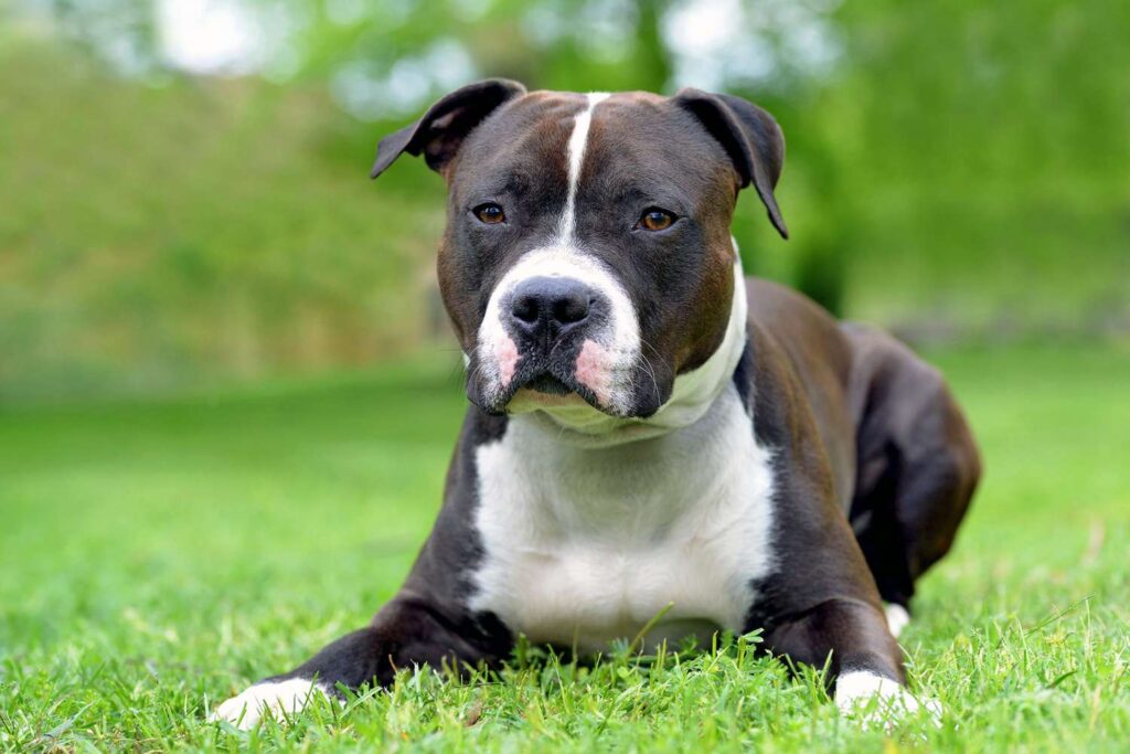 Various Pitbull Breeds