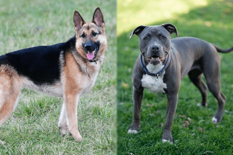 german-shepherd-and-pitbull puppy here