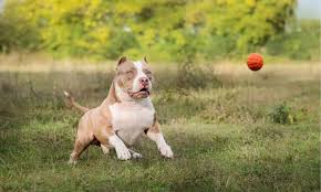 Pocket-sized Pitbull
