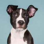 Pitbulls Make The Perfect Pets