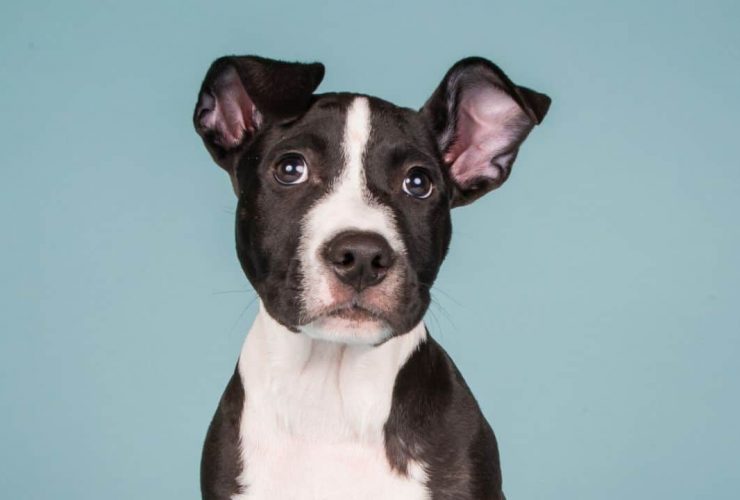 Pitbulls Make The Perfect Pets