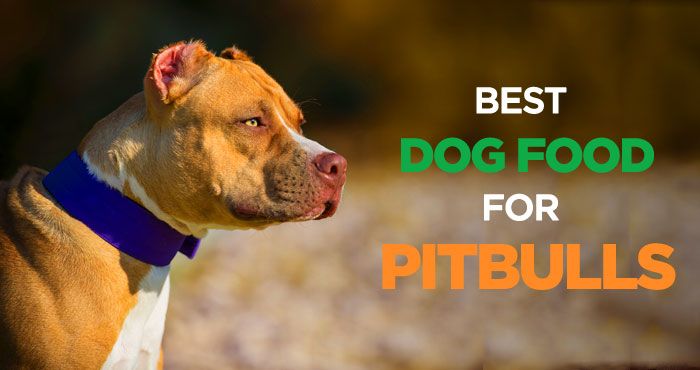 The Best Dog Foods For Pit Bulls
