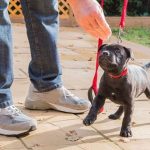 Raising Pitbull Puppies And Starting Basic Training Tips