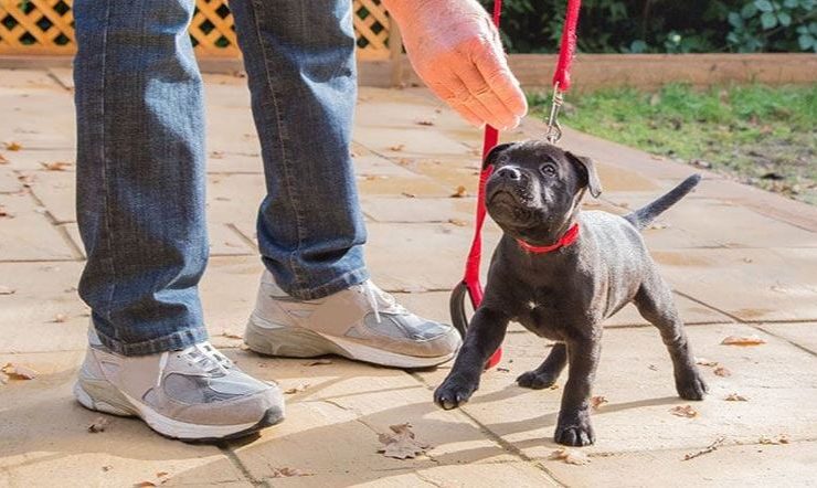 Raising Pitbull Puppies And Starting Basic Training Tips