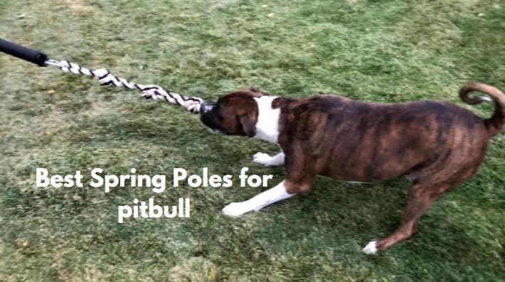 Spring Poles for pitbull