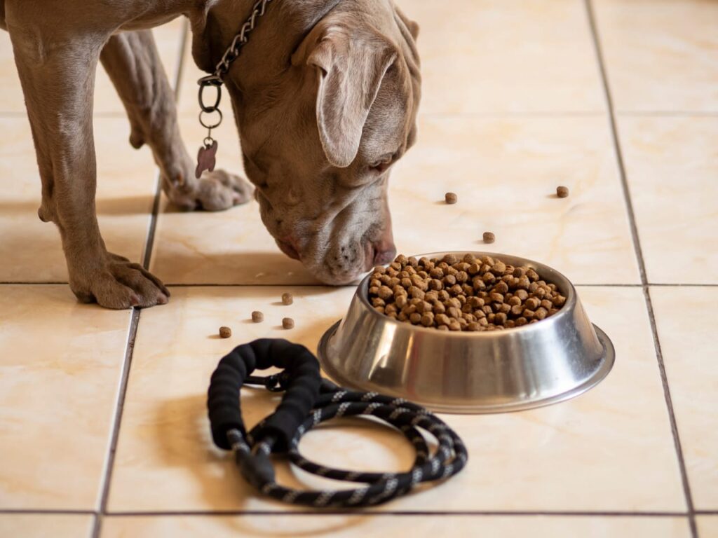 The Best Dog Foods For Pit Bulls