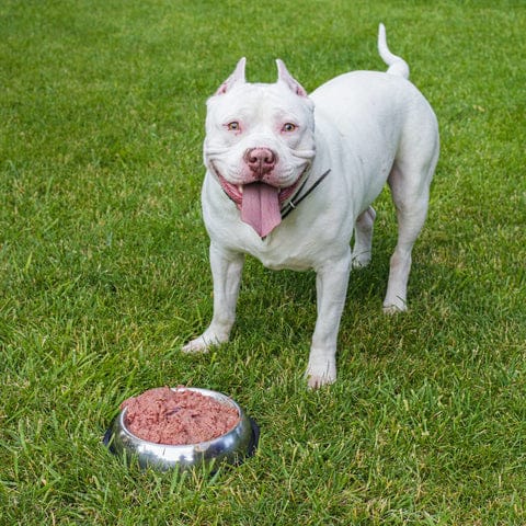 Tips for Raising a Healthy Pitbull
