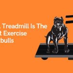 Treadmill Is The Perfect Exercise For Pitbulls