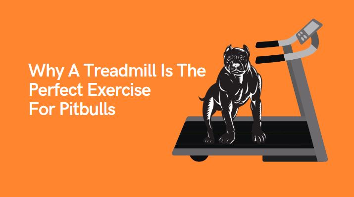 Treadmill Is The Perfect Exercise For Pitbulls