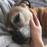 Dog Ownership Isn't as Simple