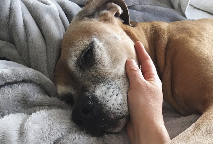 Dog Ownership Isn't as Simple