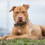 The Toughest Breed Out There