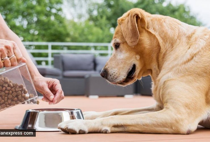 Dog Owner Needs To Know About Dog Food