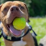 Responsible Pit Bull Owners