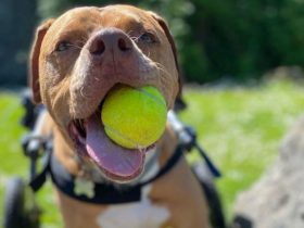 Responsible Pit Bull Owners