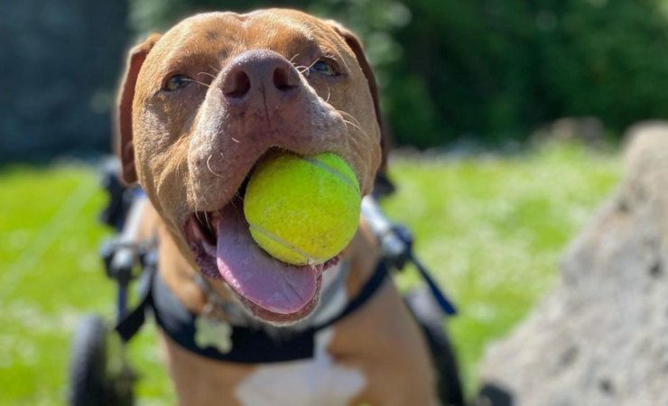 Responsible Pit Bull Owners