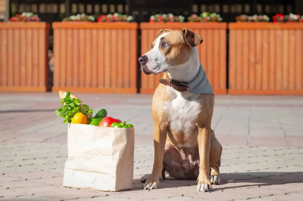 Healthy Pit Bull
