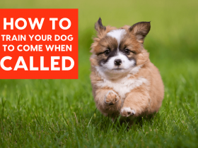 Teach Your Pit Bull To Come When Called