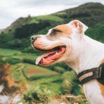 The American Pit Bull Terrier