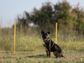 Fighting Tool or Really Good Legit Idea