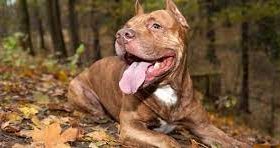 My Pit Bull is Untrainable