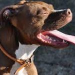 A Responsible Pit Bull Owner