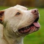 They Giving Their Dogs The Third Eye