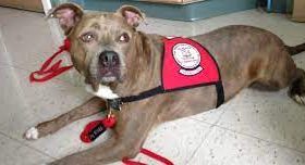Therapy Dogs Can Be Pit Bulls